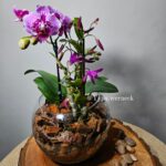 Cores, perfumes e formas que transformam qualquer ambiente